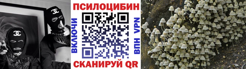 где найти   Новошахтинск  Псилоцибиновые грибы Psilocybe 